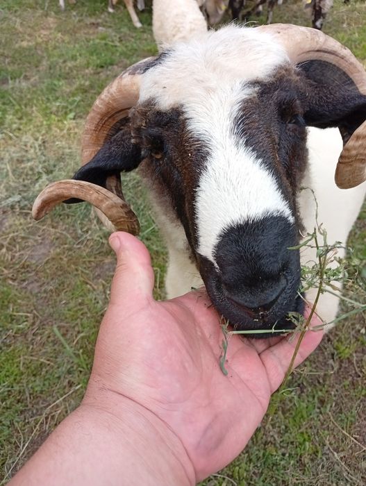 De vânzare un berbec mior vârstă 1 an rasa țurcan breaz!