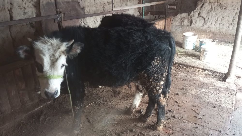 Баспактар ұрғашы мен еркек