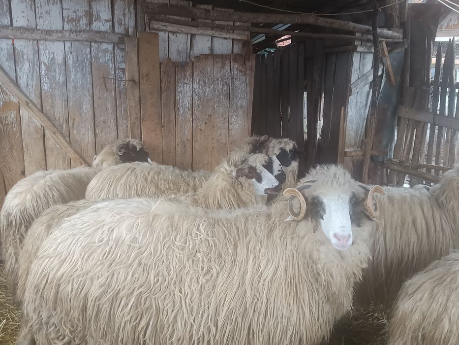 Vând berbec oacheș