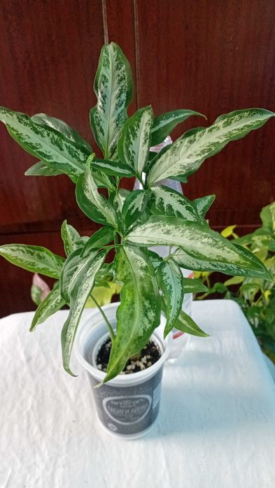 Продам сингониумы Орм нак, Ред спот триколор, Ангустатум, Годзилла