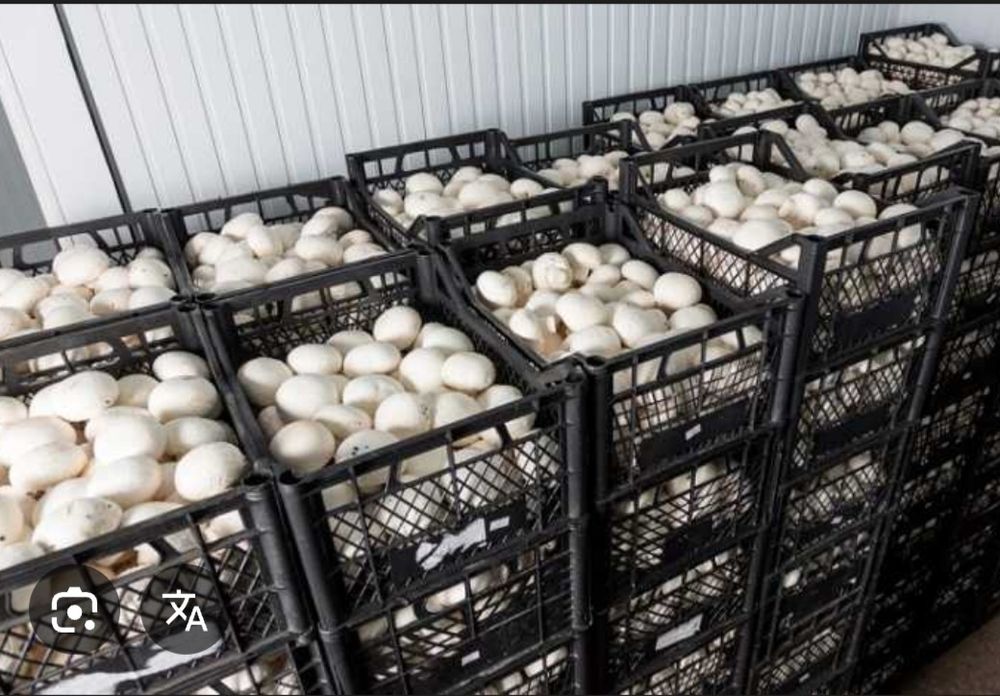 Шампиньоны продам