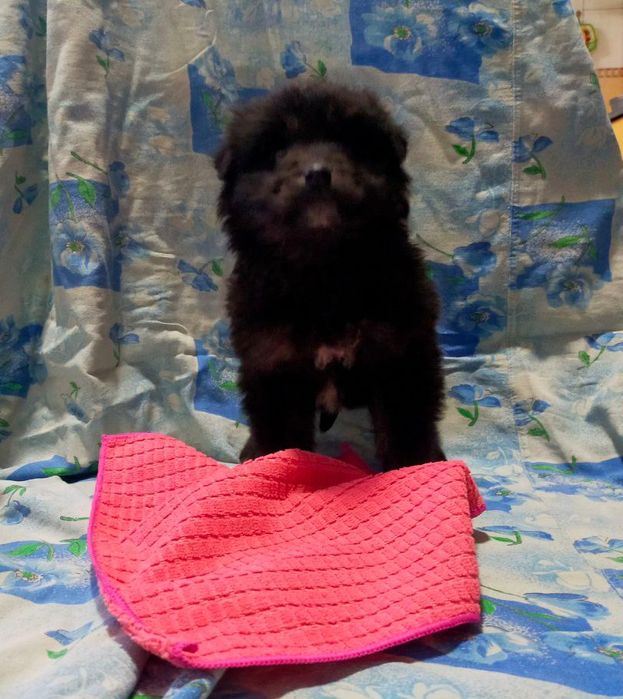 Щенки, бесплатно