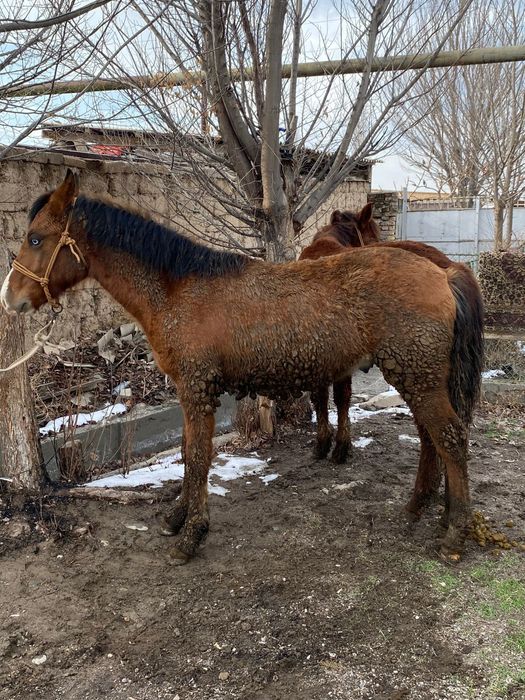 Таилар сатылады,