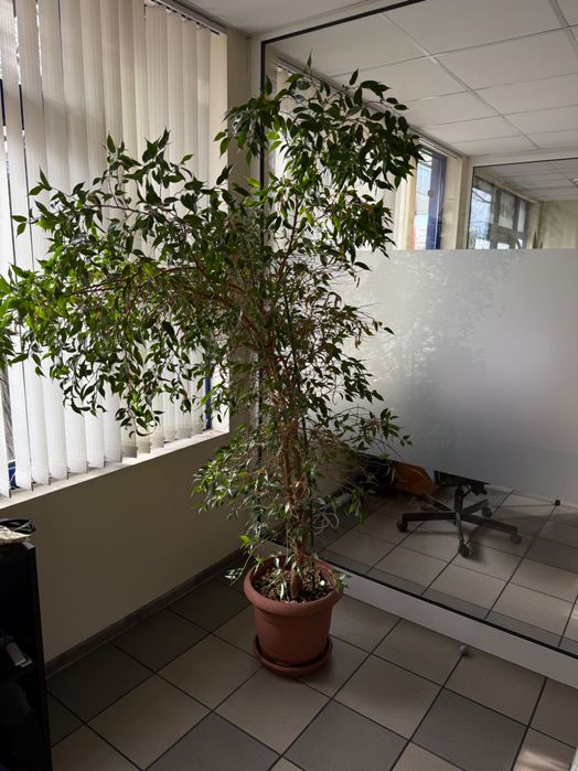 Цвете  Бенджамин