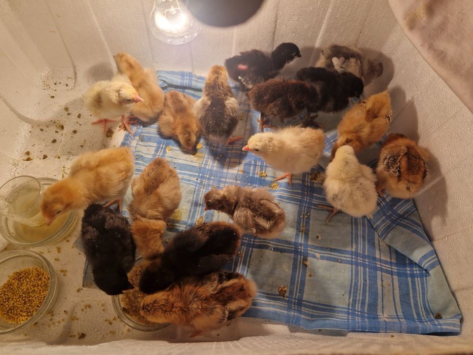 Продам цыплят,утят,гусят.