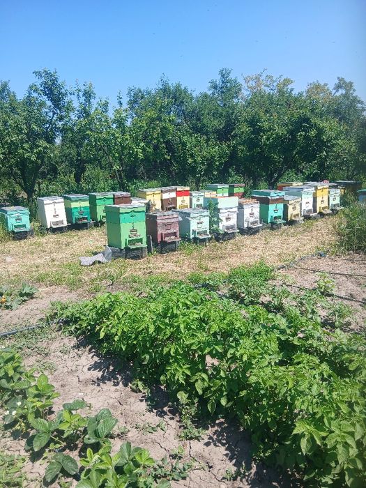 Familii de albine cu stupivertical de 10 rame și magazie de 1/2.