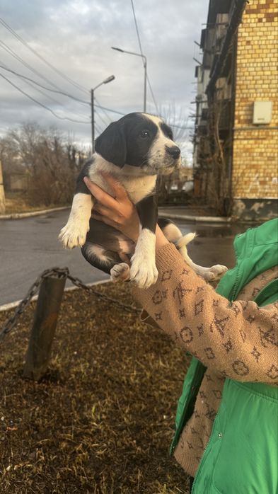 Девочка в лоьрые ручки.