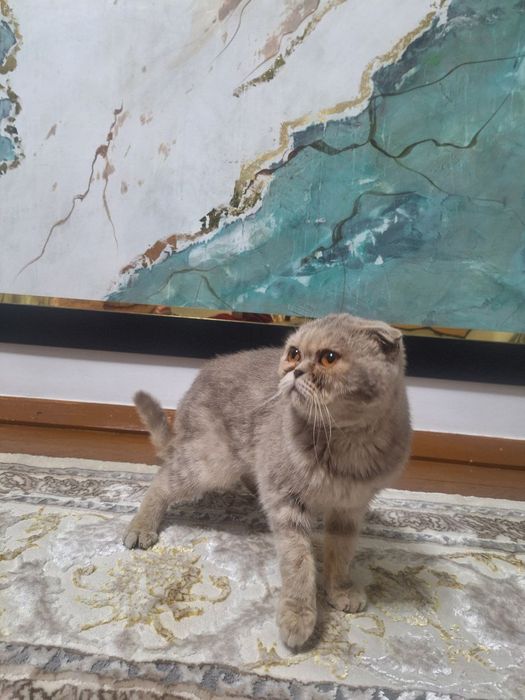 Scottish Fold (qulog'i qayrilgan)