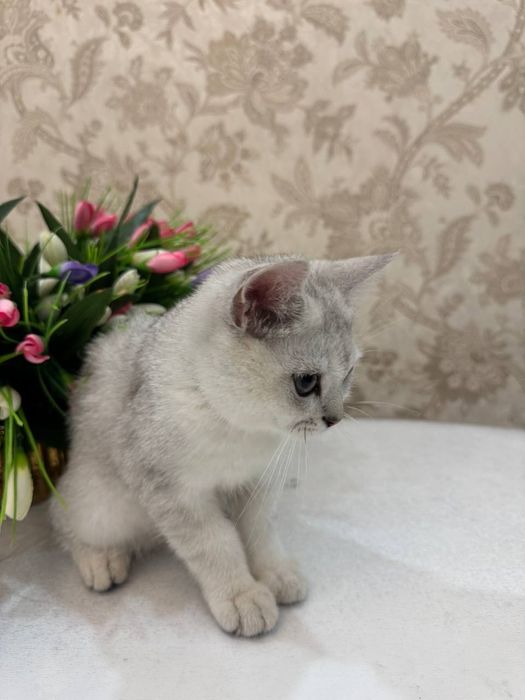 Шотландская шиншилла