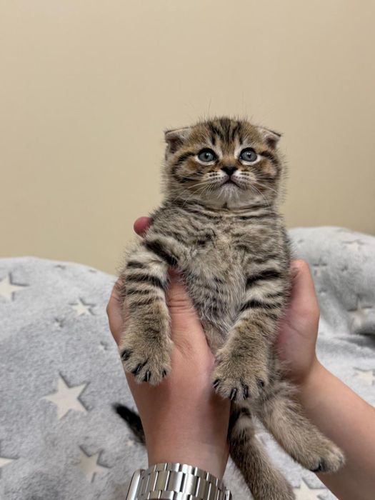 Продам шотландских котят