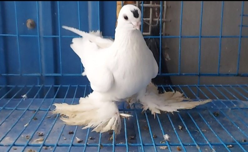 Голуби    Голуби