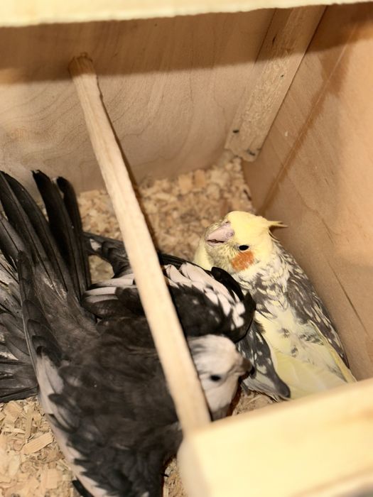 Toti xammasi qafaslari blan xammasi ozni pari blan tayyor