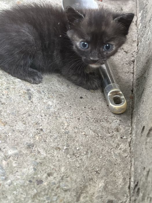 Donez 3 pui de pisica