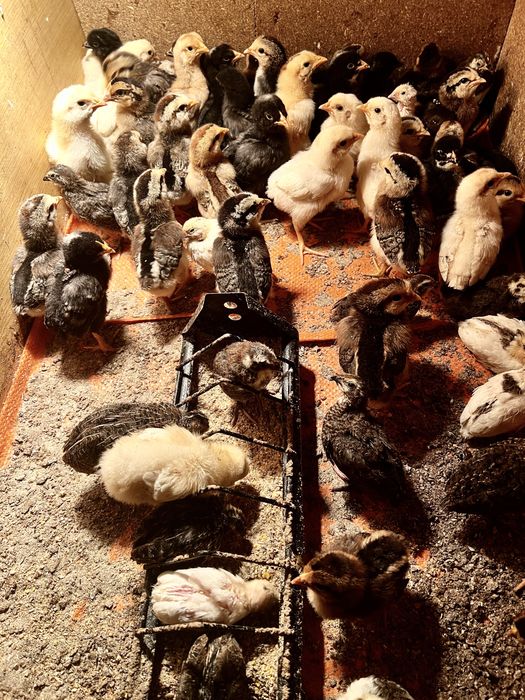 Пилета и пъдпъдъци на различна възраст