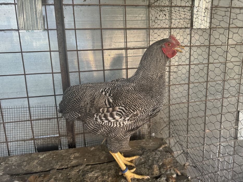 New Hampshire - Playmouth Rock Barat