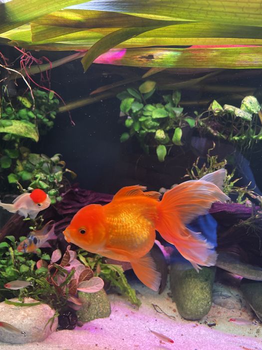 Оранда аквариумная