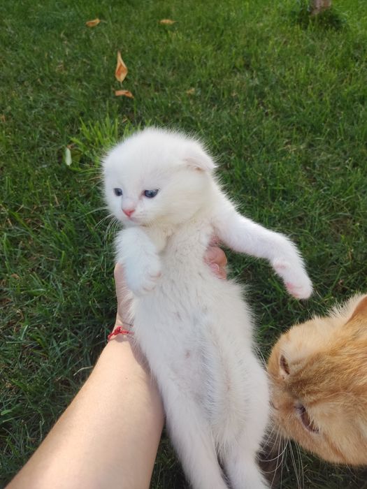Продам котят,Веслаушки