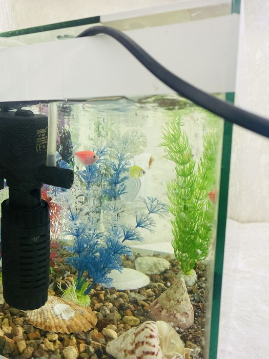 Akvarim baliqlar