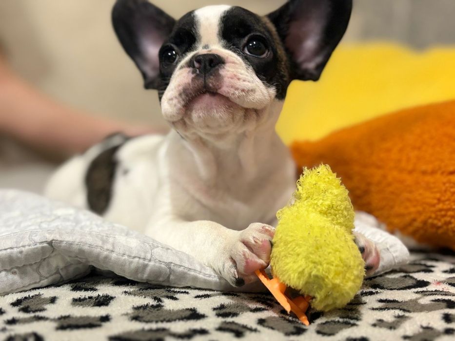 Щенки Французского бульдога. Редкий окрас. Шикарные щенки Девочки.