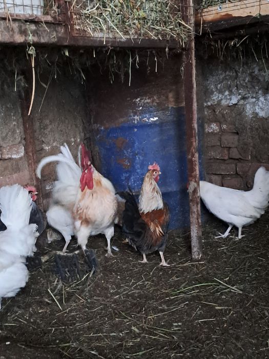 легхорн,серама,декоративни