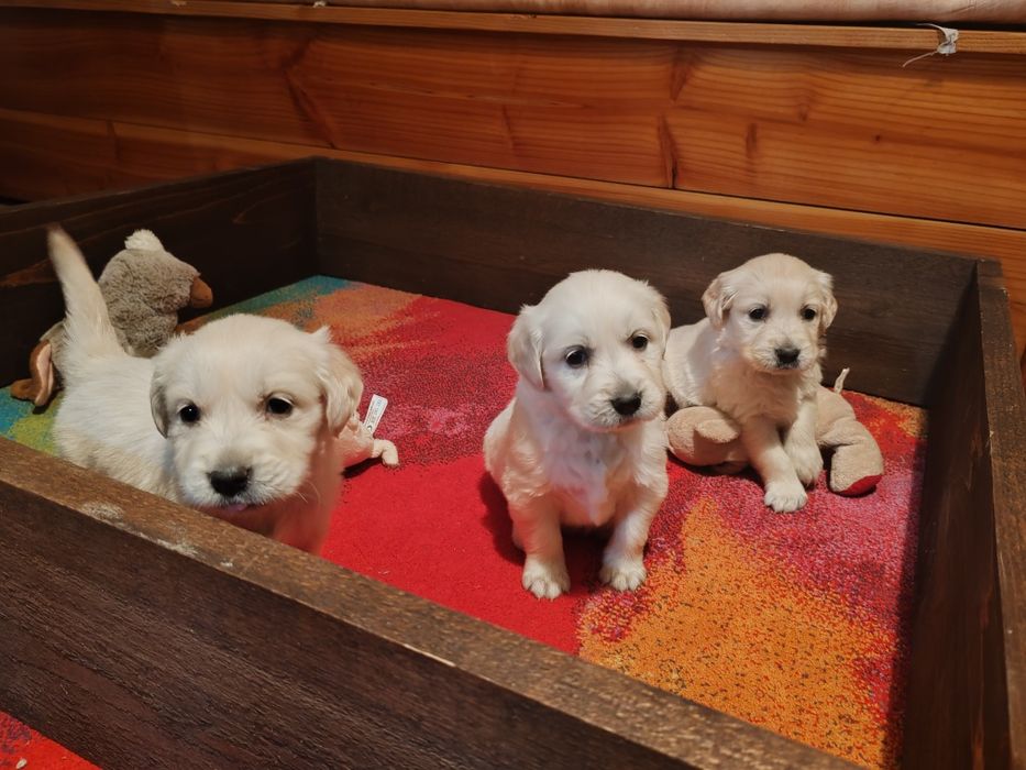 Голдън  ретривър