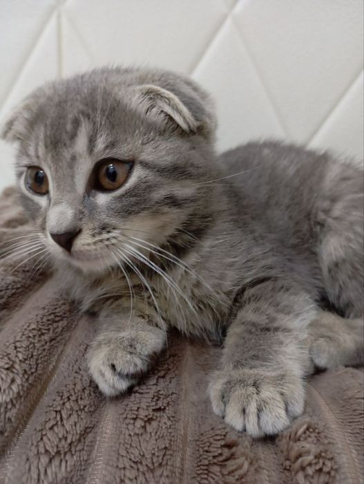 Вислоухий Скотиш