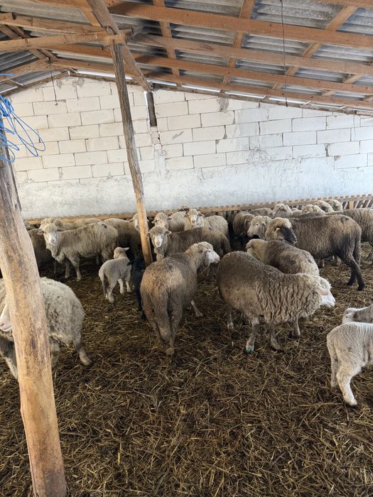 Oi cu miei si gestante