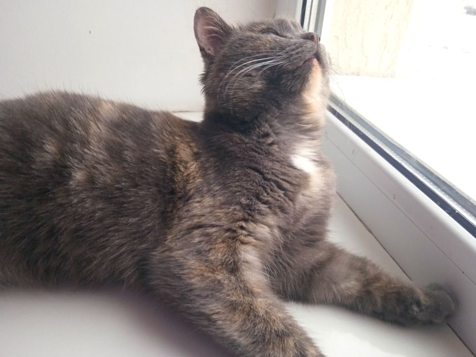 Отдам кошечку в добрые руки