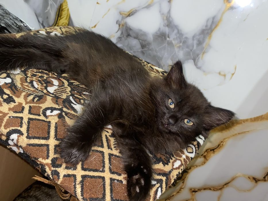 Отдам котенка в добрые руки!