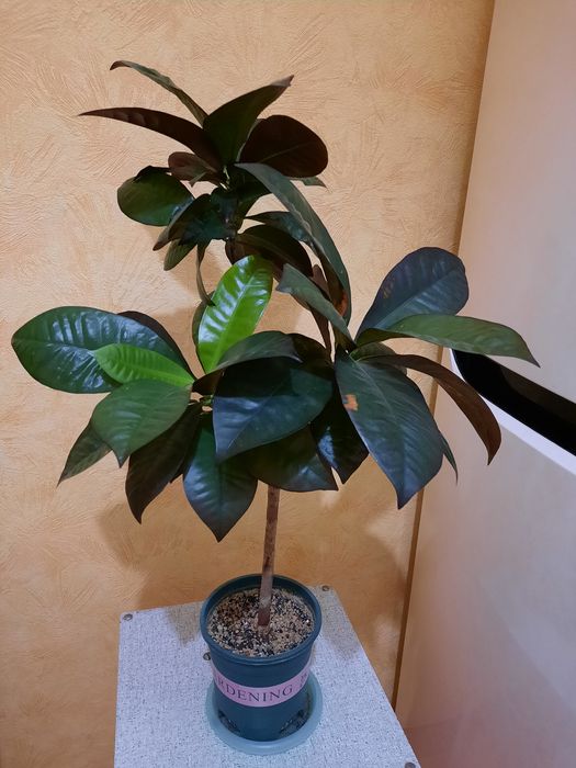 Кротон миссис Айстон.