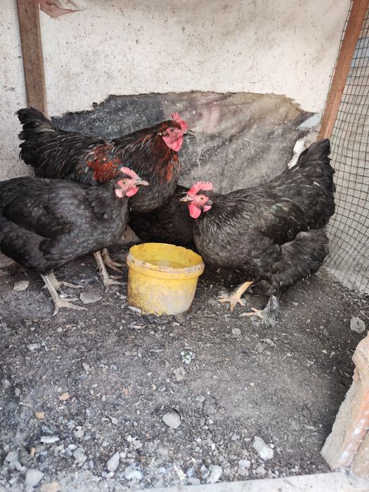 Петух 1+3 черный Курицы