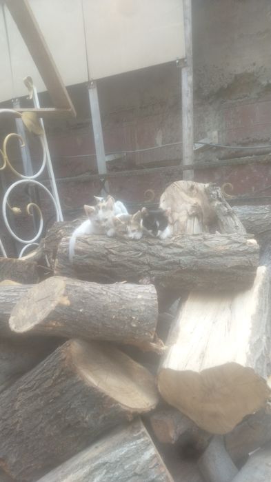 Котята, отдам в хорошие руки