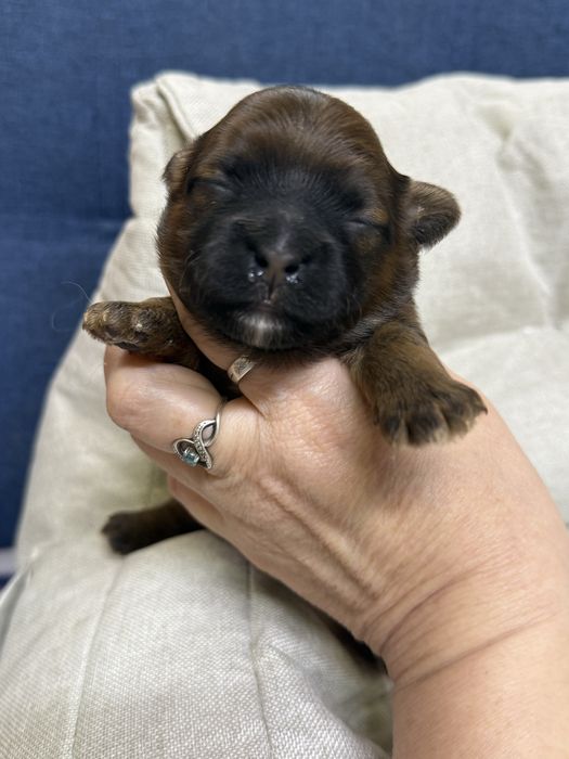 Продам щенков мальтипу, остались два мальчика.