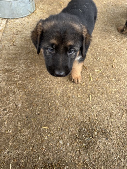 Catelusa ciobanesc german