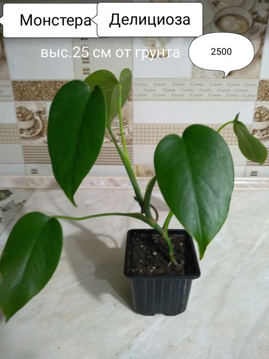 Продам комнатные растения