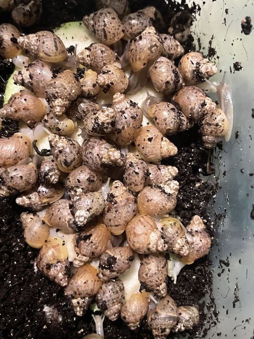 Скидка оптом нархда улиткала