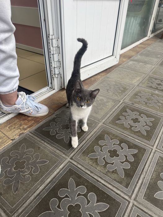 Котёнок мальчик…