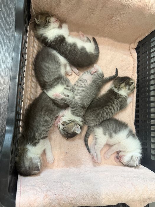 Отдам даром котят, девочки