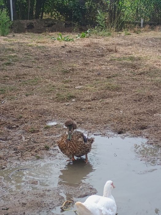 Vând trei rațe doua Rouen și una moțată