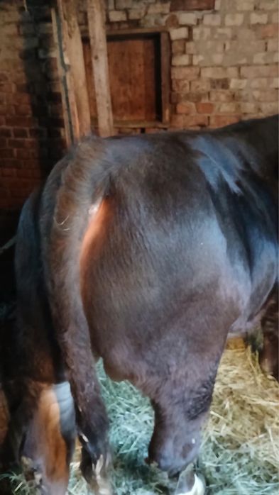 Vand vițel de 350 kg