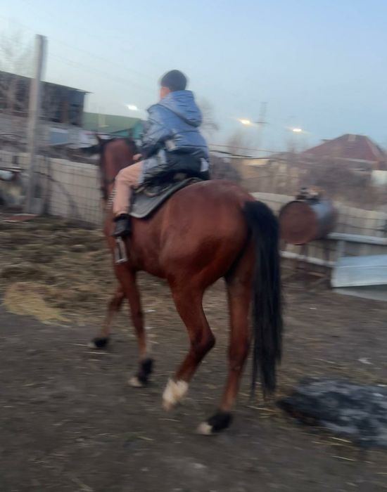 Полу кровь құнан сатылады