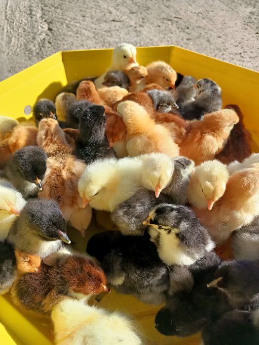 pui de vânzare țărănești