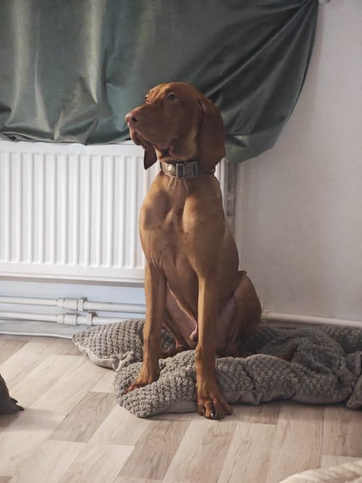 Pensiune/Pet Sitter/Cazare animale(căței, pisici, etc.)/Plimbare căței