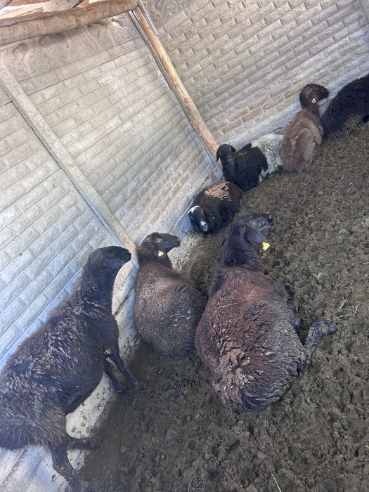 Байлау қой сатылады