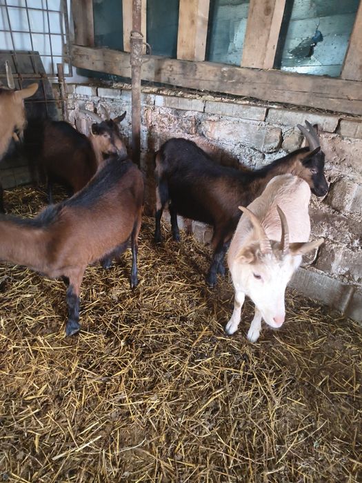 Vând capre Alpina Franceza