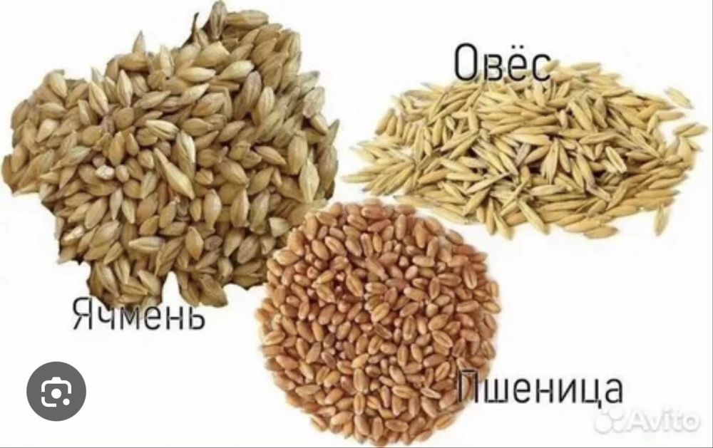 Закупаем пзеницу, ячмень