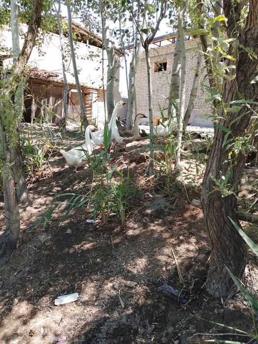 Гоз бор сотилади 6 дона донаси 300 минг