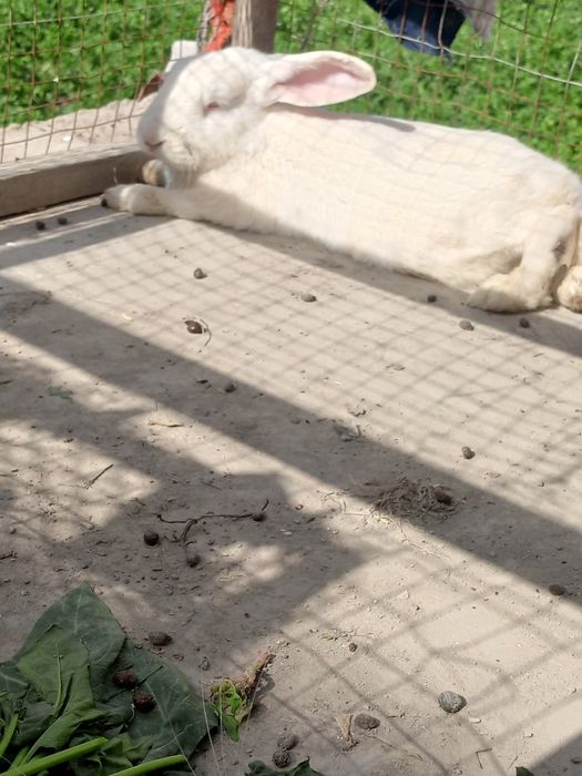 Nar quyonlar holati yaxshi