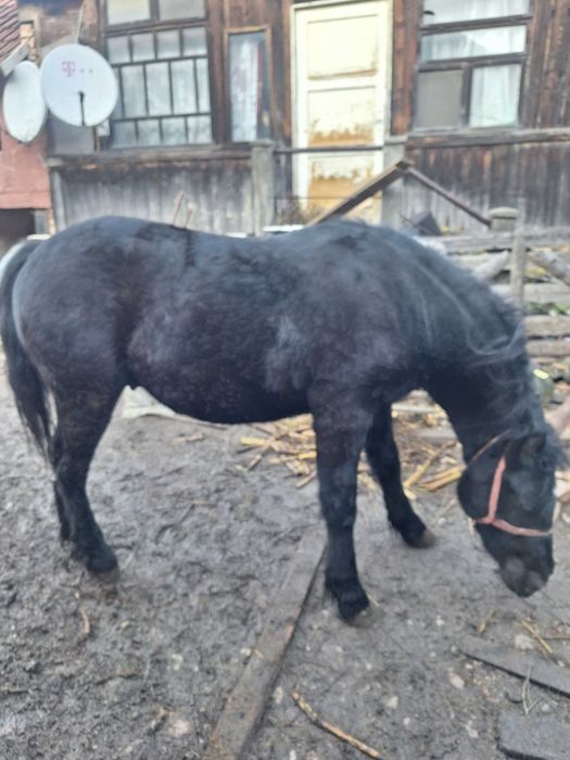 Vand manz de un an jumate