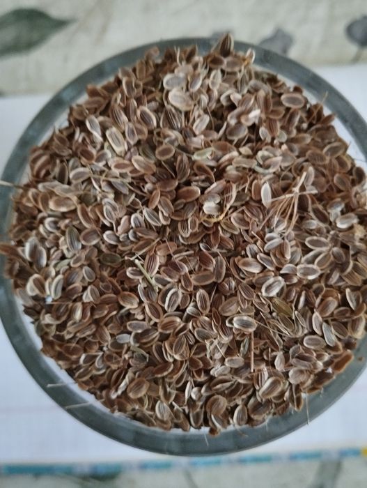 Продам семена укропа 2025 г.